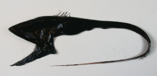 Image: Wikipedia